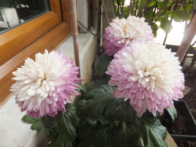 Name:  DSCF4752.jpg
Views: 265
Size:  44.0 KB