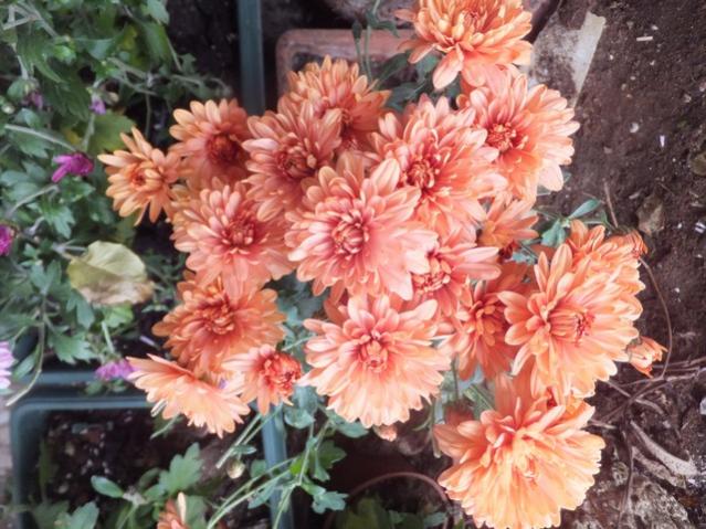 Name:  DSCF4754.jpg
Views: 274
Size:  63.0 KB