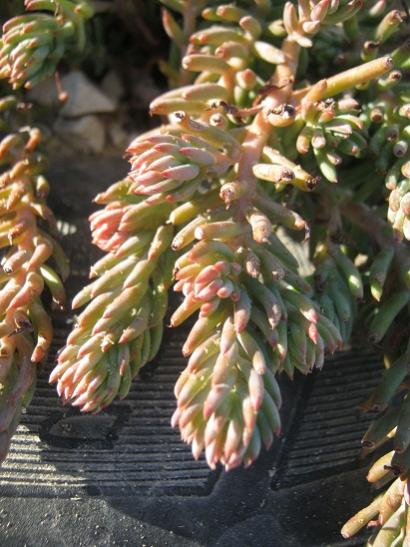 Name:  sedum.jpg
Views: 592
Size:  46.9 KB