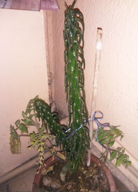 Name:  Ekran Alnts.JPG
Views: 427
Size:  46.9 KB