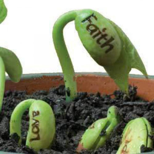 Name:  Jake-font-b-Magic-b-font-Red-font-b-Bean-b-font-2-font-b-Seed.jpg
Views: 561
Size:  47.6 KB