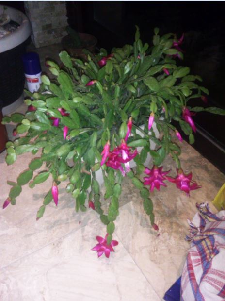 Name:  y.JPG
Views: 647
Size:  52.1 KB