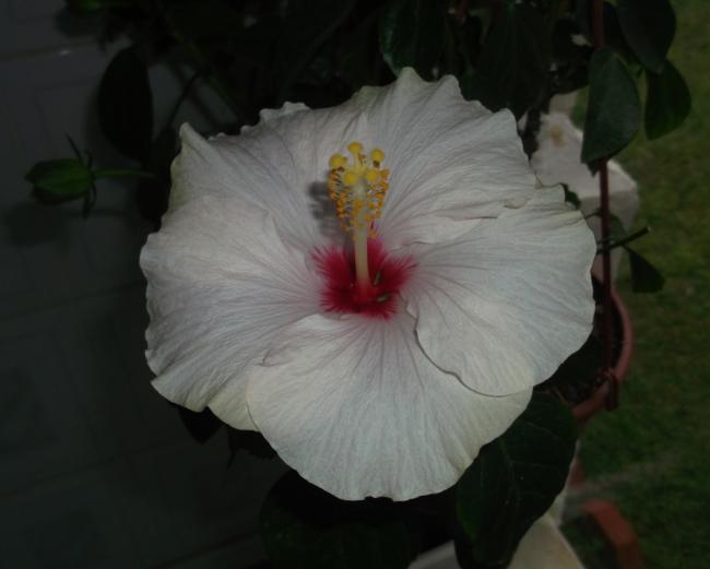 Name:  DSCF8514.jpg
Views: 385
Size:  26.4 KB