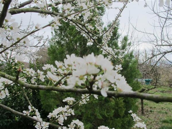 Name:  IMG_8102 (600 x 450).jpg
Views: 510
Size:  62.1 KB