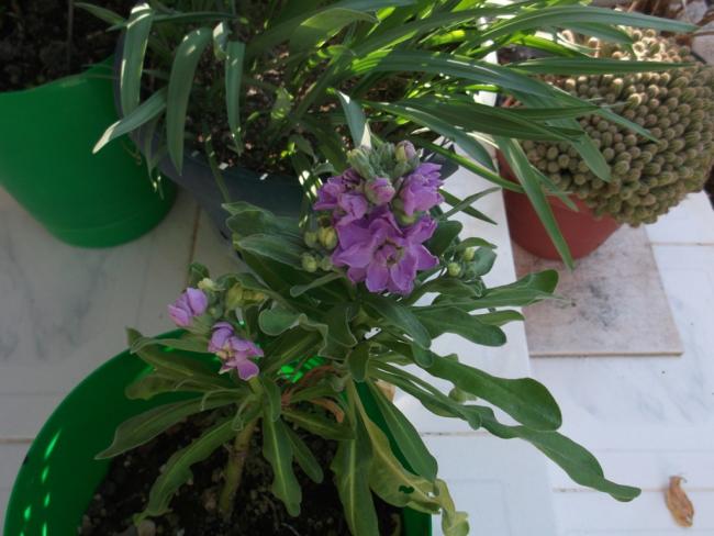 Name:  DSCF8587.jpg
Views: 549
Size:  45.8 KB