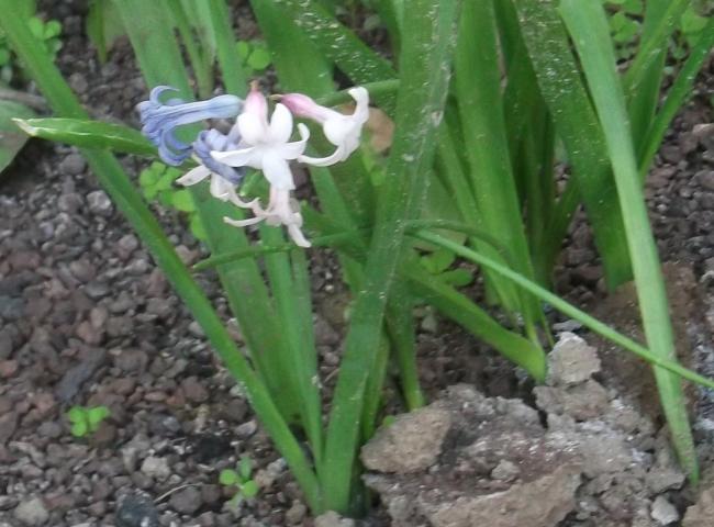 Name:  DSCF8583.jpg
Views: 574
Size:  48.3 KB