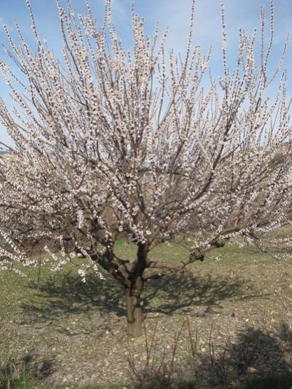Name:  bahar.jpg
Views: 884
Size:  62.4 KB