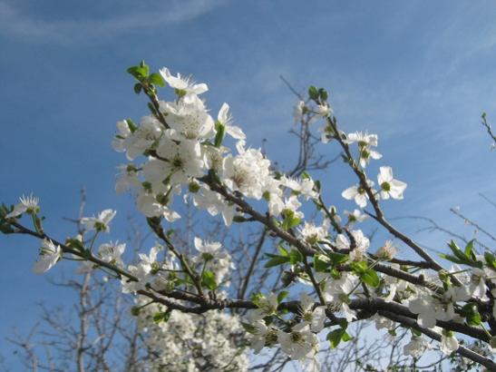 Name:  bahar3.jpg
Views: 880
Size:  36.4 KB