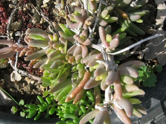 Name:  delosperma.jpg
Views: 888
Size:  52.8 KB