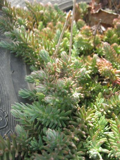 Name:  sedum2.jpg
Views: 885
Size:  48.6 KB