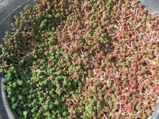 Name:  sedum1.jpg
Views: 907
Size:  72.2 KB