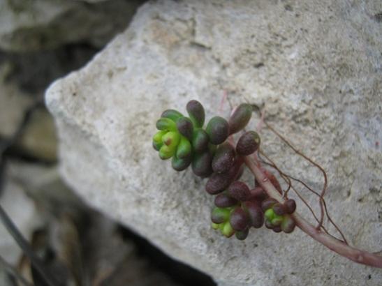 Name:  sedum.jpg
Views: 876
Size:  28.5 KB