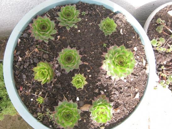 Name:  sempervivum2.jpg
Views: 870
Size:  53.0 KB