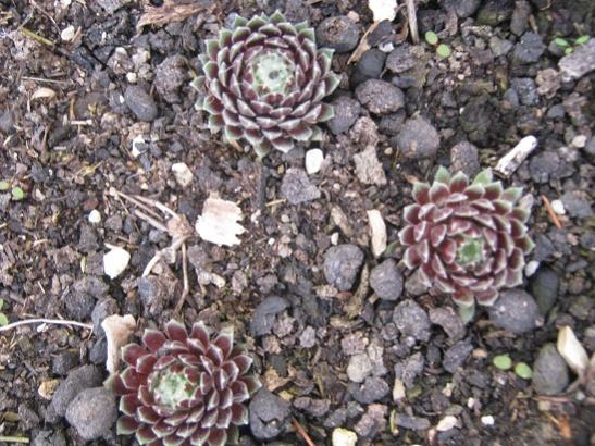 Name:  sempervivum.jpg
Views: 881
Size:  63.0 KB