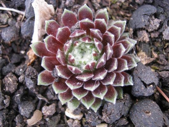 Name:  sempervivum1.jpg
Views: 893
Size:  52.6 KB