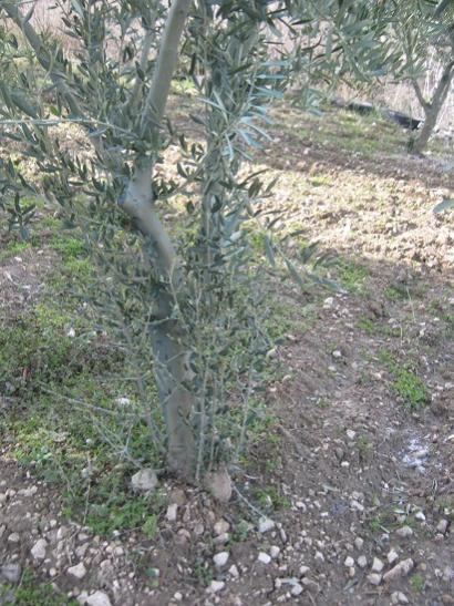Name:  zeytin.jpg
Views: 960
Size:  61.4 KB