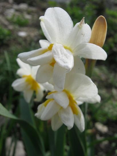 Name:  nergis1.jpg
Views: 938
Size:  23.0 KB
