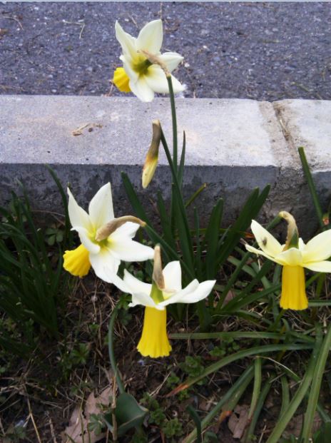 Name:  ner2.JPG
Views: 414
Size:  66.1 KB
