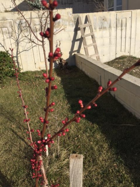 Name:  IMG_0483.jpg
Views: 589
Size:  59.7 KB