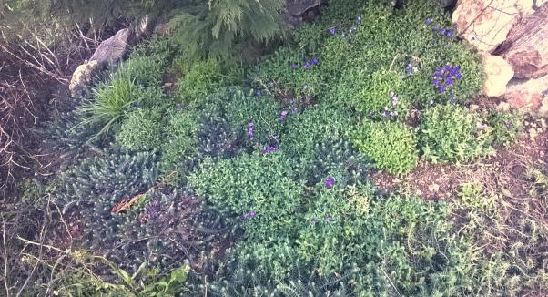 Name:  aubrieta 06.03.2016.jpg
Views: 849
Size:  71.0 KB