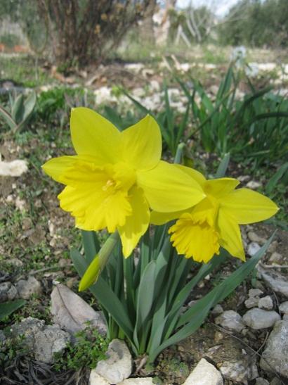 Name:  nergis4.jpg
Views: 994
Size:  41.8 KB