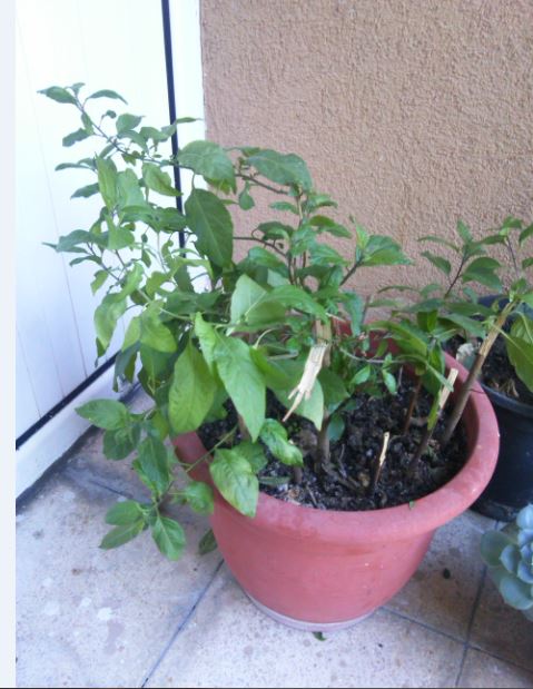 Name:  sd2.JPG
Views: 329
Size:  61.2 KB