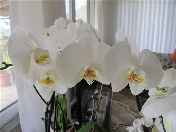 Name:  IMG_8176 (600 x 450).jpg
Views: 581
Size:  57.2 KB
