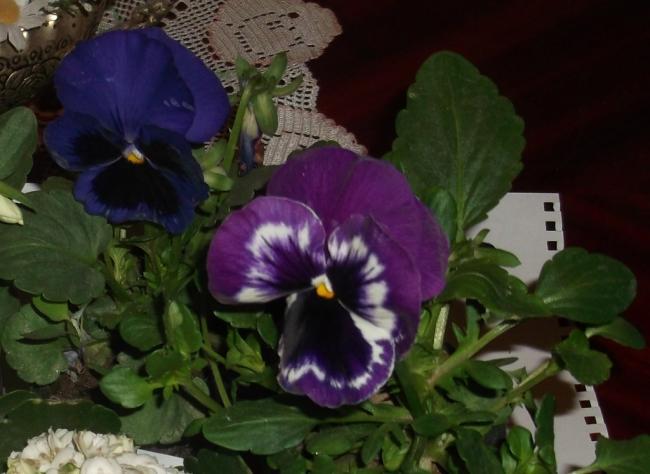 Name:  DSCF8790.jpg
Views: 367
Size:  39.2 KB