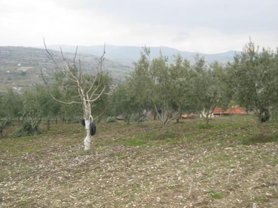 Name:  bahe 1.jpg
Views: 749
Size:  39.7 KB