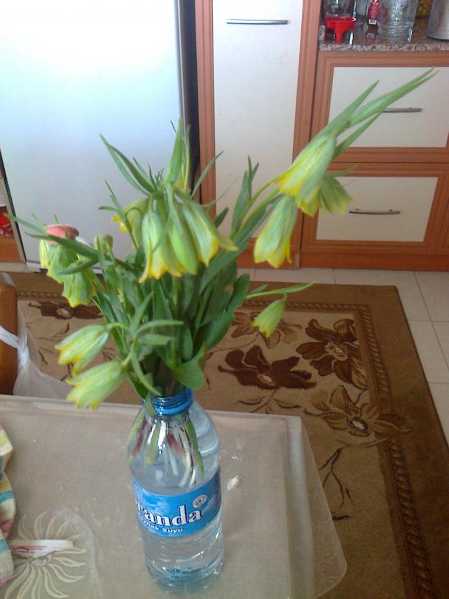 Name:  Fotoraf3460.jpg
Views: 370
Size:  66.1 KB