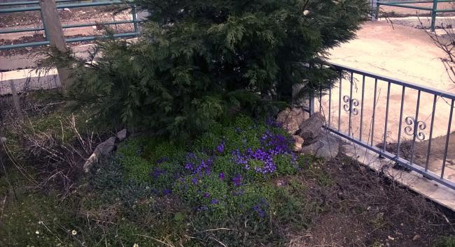 Name:  aubrieta 20.03.2016.jpg
Views: 792
Size:  58.6 KB