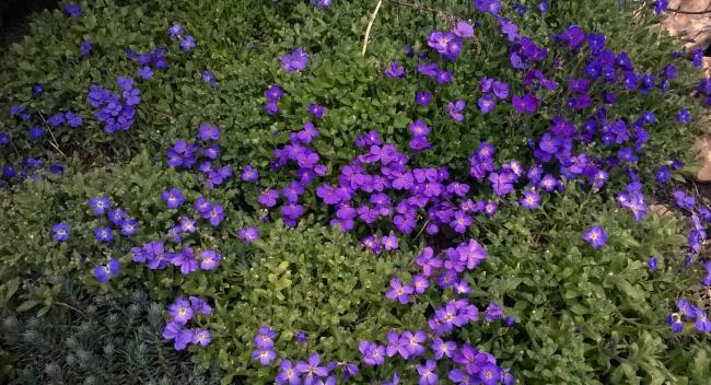Name:  aubrieta 2-20.03.2016.jpg
Views: 823
Size:  66.5 KB