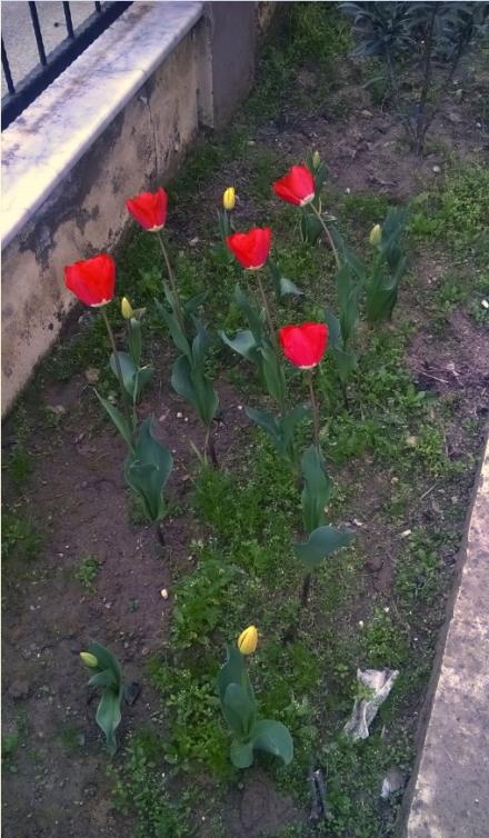 Name:  lale 23.03.2016.jpg
Views: 771
Size:  65.0 KB