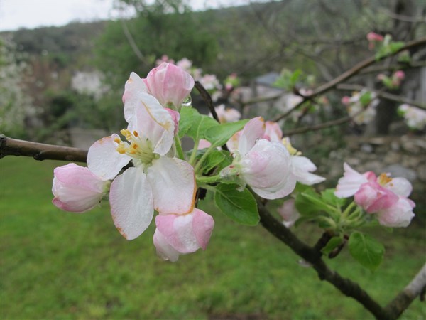 Name:  IMG_8182 (600 x 450).jpg
Views: 649
Size:  63.8 KB