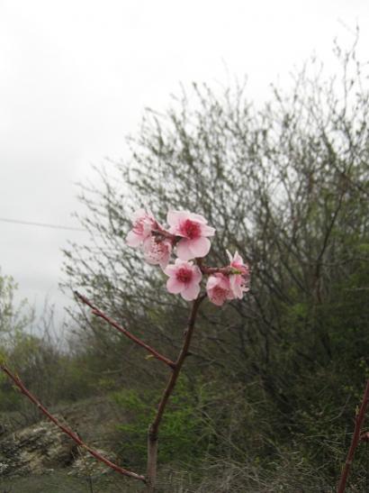 Name:  eftali1.jpg
Views: 567
Size:  32.0 KB