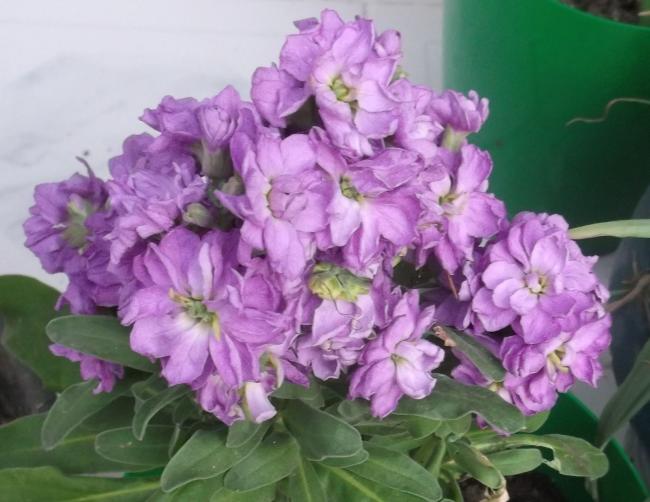 Name:  DSCF8846.jpg
Views: 473
Size:  44.5 KB