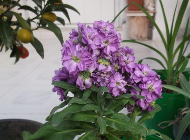 Name:  DSCF8847.jpg
Views: 479
Size:  44.5 KB