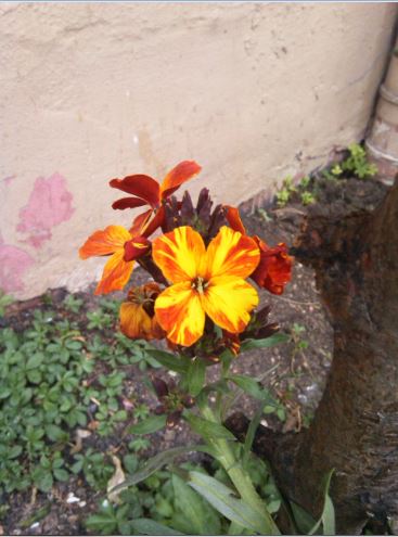 Name:  seb4.JPG
Views: 241
Size:  41.7 KB