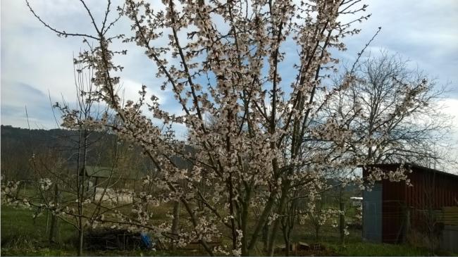 Name:  badem 29.03.2016.jpg
Views: 679
Size:  60.9 KB