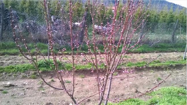 Name:  eftali 29.03.2016.jpg
Views: 687
Size:  69.8 KB