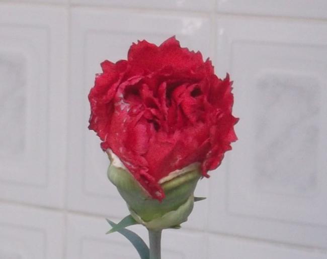 Name:  DSCF8867.jpg
Views: 372
Size:  22.3 KB