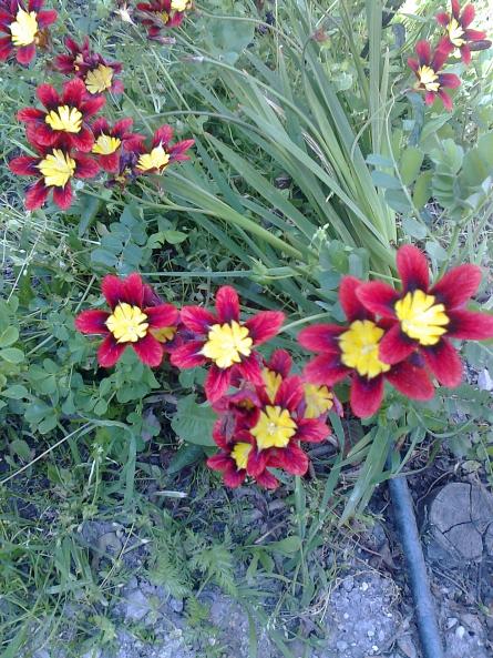 Name:  Fotoraf3496.jpg
Views: 362
Size:  78.5 KB