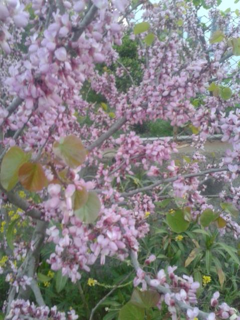 Name:  20160404_193910.jpg
Views: 357
Size:  59.6 KB