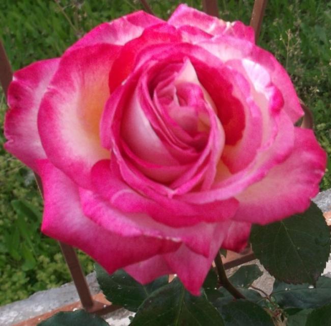 Name:  DSCF8859.jpg
Views: 347
Size:  51.0 KB