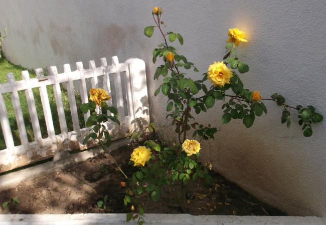 Name:  DSCF8877.jpg
Views: 397
Size:  47.8 KB