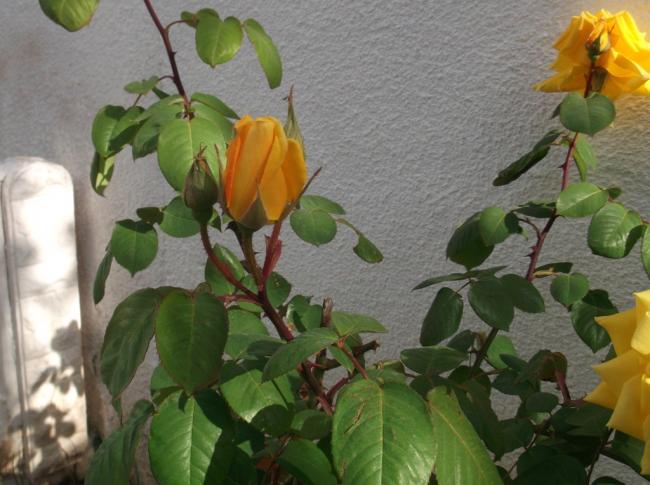 Name:  DSCF8882.jpg
Views: 416
Size:  48.3 KB