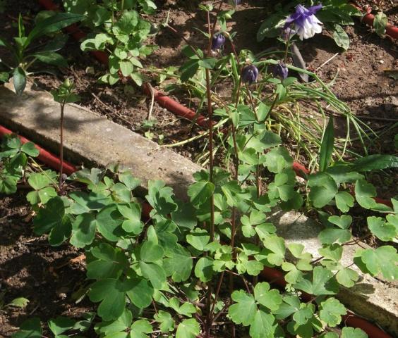 Name:  DSCF8863.jpg
Views: 354
Size:  73.7 KB