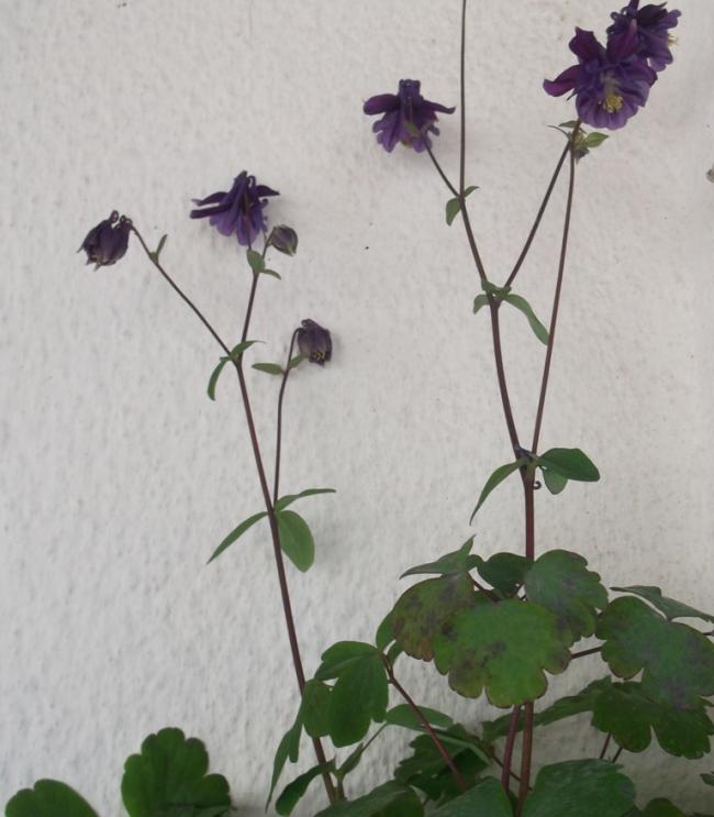 Name:  DSCF8890.jpg
Views: 349
Size:  48.2 KB