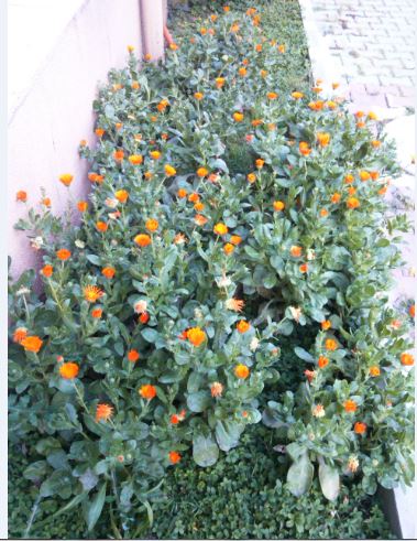 Name:  ay.JPG
Views: 275
Size:  63.2 KB