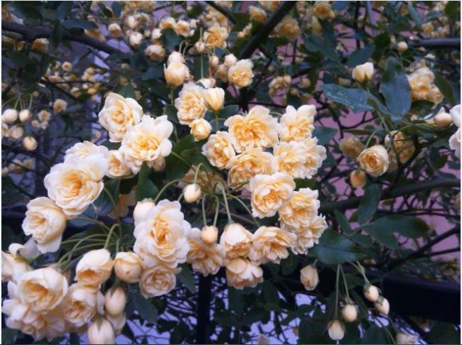 Name:  aa3.jpg
Views: 275
Size:  62.9 KB